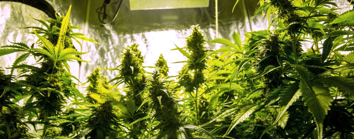 LED grow lights for cannabis cultivation